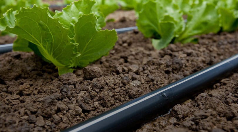 A-Complete-Guide-To-Drip-Irrigation